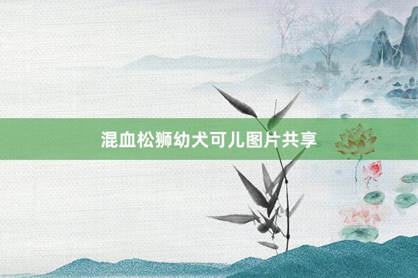 混血松狮幼犬可儿图片共享